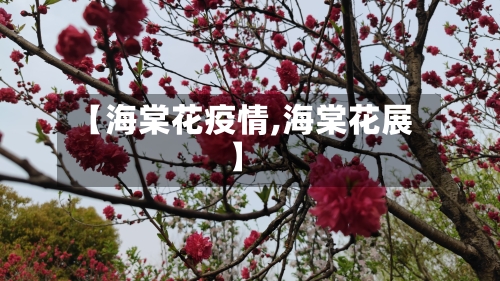 【海棠花疫情,海棠花展】-第3张图片