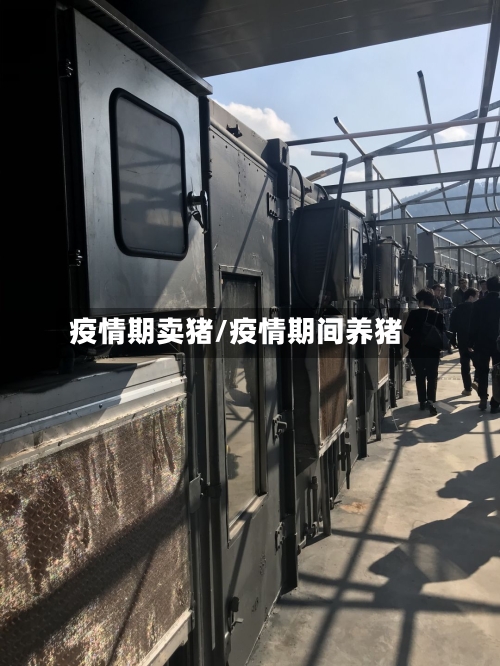 疫情期卖猪/疫情期间养猪