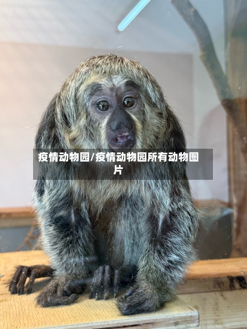 疫情动物园/疫情动物园所有动物图片