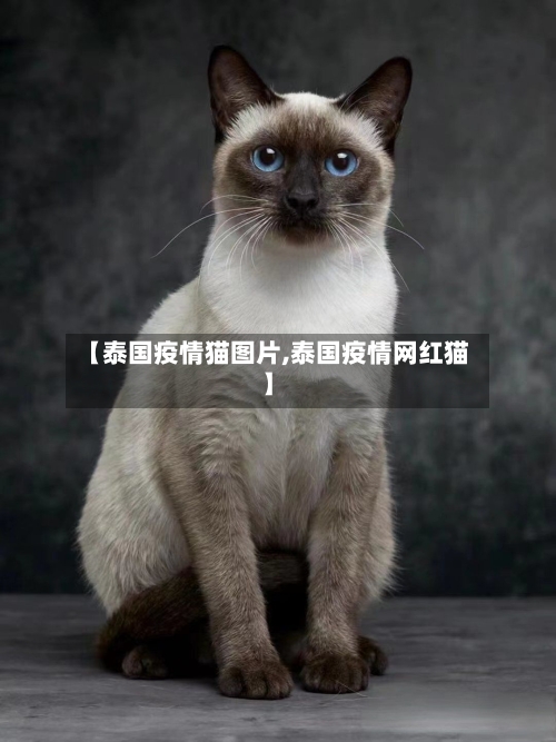 【泰国疫情猫图片,泰国疫情网红猫】-第2张图片