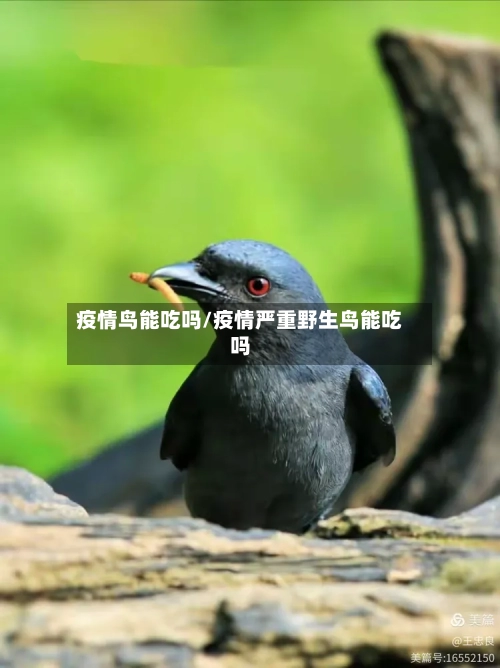 疫情鸟能吃吗/疫情严重野生鸟能吃吗