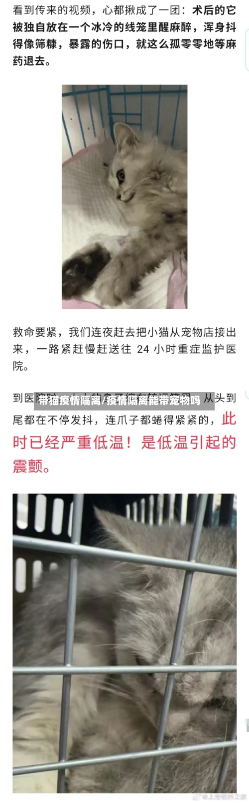 带猫疫情隔离/疫情隔离能带宠物吗-第3张图片