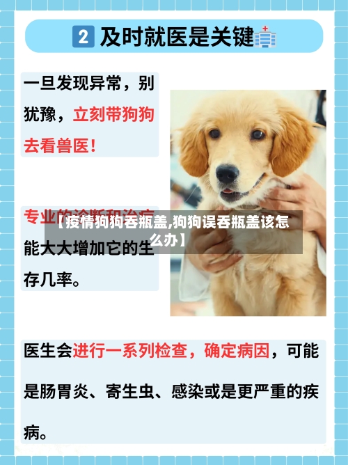 【疫情狗狗吞瓶盖,狗狗误吞瓶盖该怎么办】-第3张图片