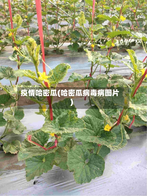 疫情哈密瓜(哈密瓜病毒病图片)-第3张图片