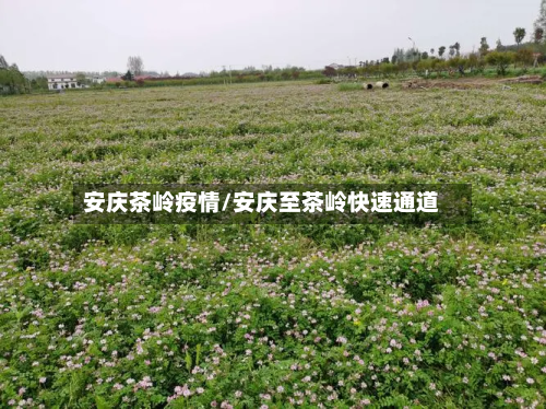 安庆茶岭疫情/安庆至茶岭快速通道
