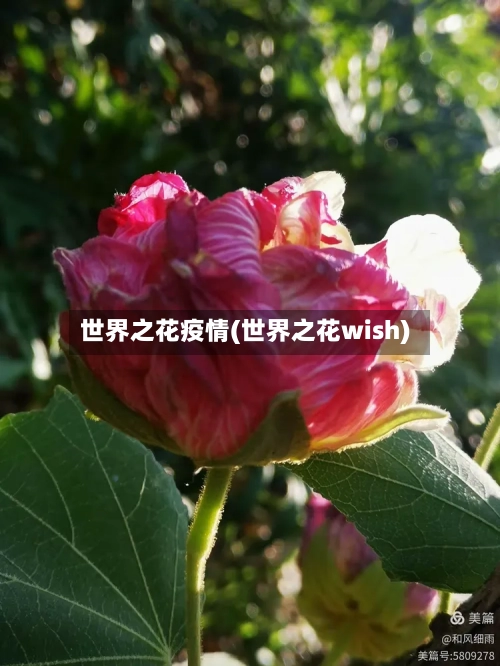 世界之花疫情(世界之花wish)-第2张图片