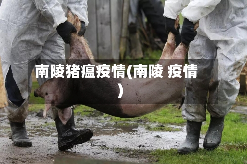 南陵猪瘟疫情(南陵 疫情)-第2张图片