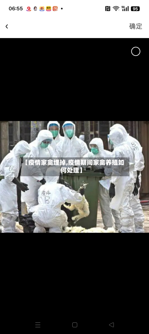 【疫情家禽埋掉,疫情期间家禽养殖如何处理】-第3张图片