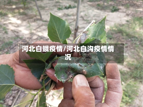 河北白蛾疫情/河北白沟疫情情况-第2张图片