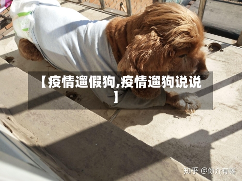 【疫情遛假狗,疫情遛狗说说】