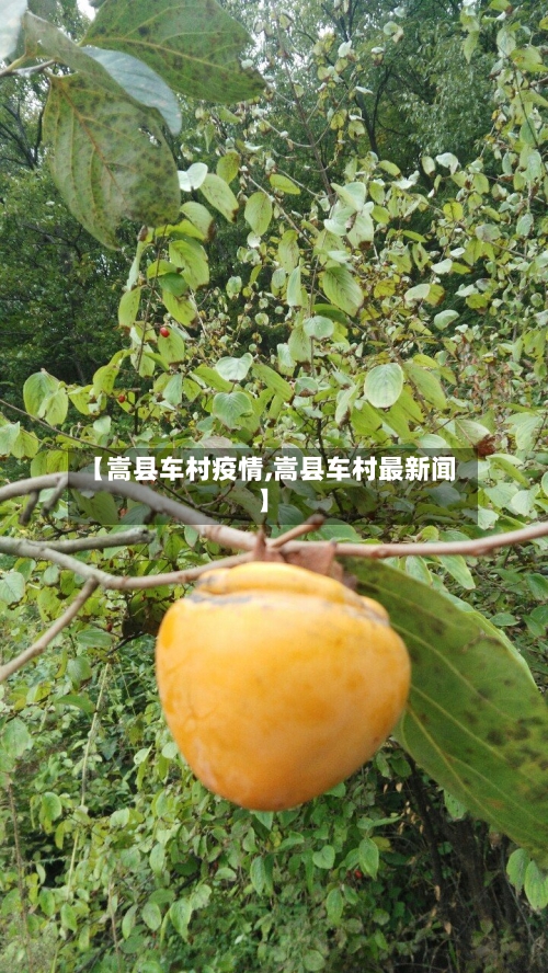 【嵩县车村疫情,嵩县车村最新闻】-第2张图片