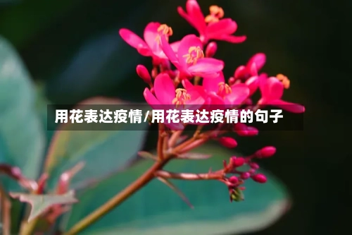 用花表达疫情/用花表达疫情的句子-第2张图片