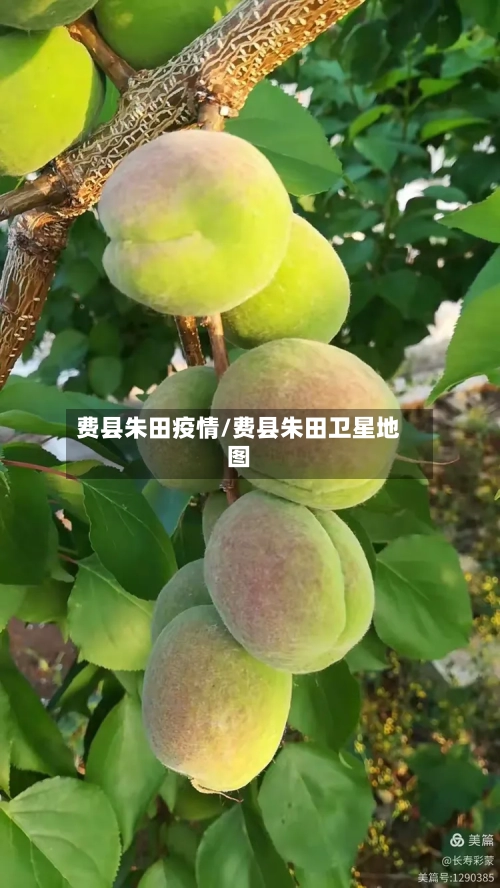 费县朱田疫情/费县朱田卫星地图