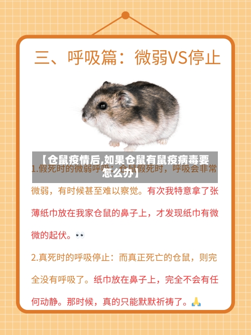 【仓鼠疫情后,如果仓鼠有鼠疫病毒要怎么办】-第2张图片