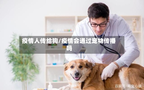 疫情人传给狗/疫情会通过宠物传播吗